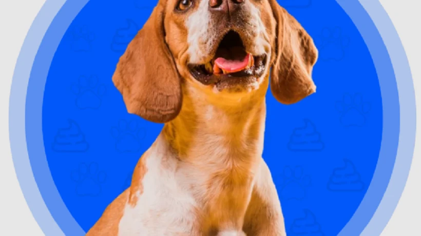 Keep Your Lawn Clean & Healthy with the Best Dog Pooper Scooper Services