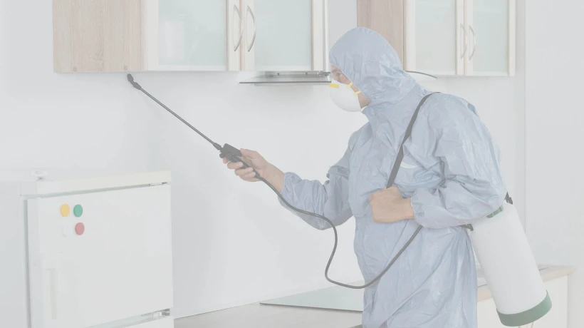 Affordable Pest Control Services in Singapore