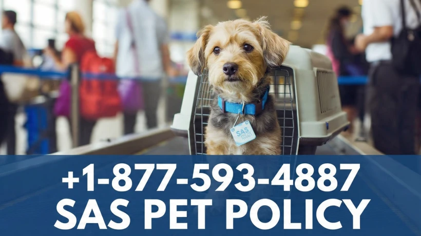 SAS Airlines Pet Travel Policy: Costs, Restrictions, and Booking Process