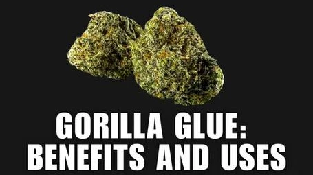 Gorilla Glue Strain in Iowa: Benefits, Access, and Medical Guidance