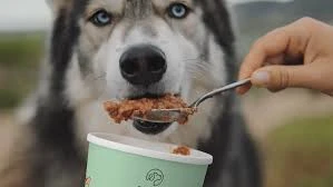 Fish for Dogs What Makes Good Working Dog Food? Essential Nutrient & Benefits