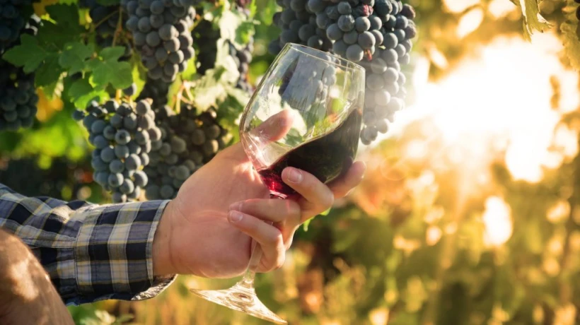 Top Eco-Friendly Wine Producers You Should Know