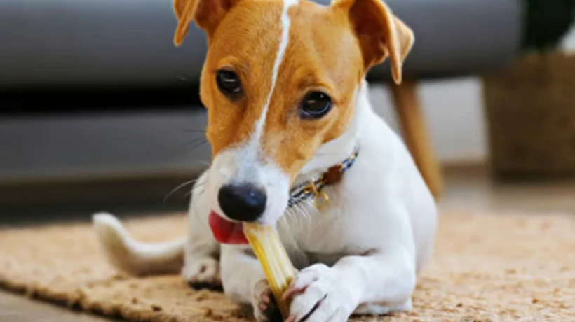 The 2026 Guide to Yak Milk Chews for Dogs and Modern Wellness