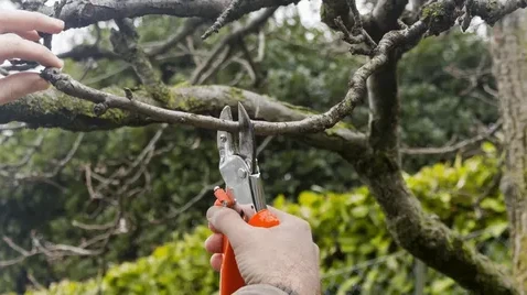 Why Tree Pruning Is Important for Healthy Trees
