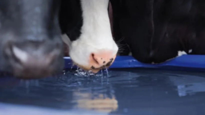 Why Water Treatment Is Essential For Livestock Health And Biosecurity