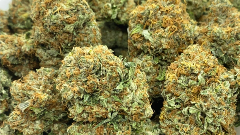 Bulk Weed Online Canada: Complete Buyer’s Guide
