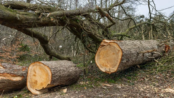 Why Seasonal Tree Felling Benefits Tree Management