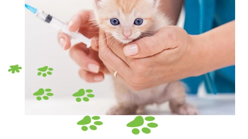 What Are the Early Signs of Kidney or Liver Problems in Pets?