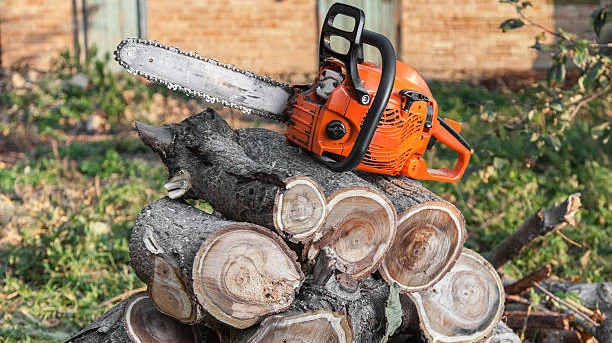 Professional Tree Service for Healthy and Safe Trees