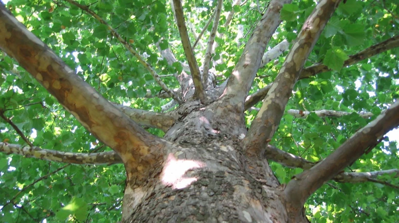 Sycamore Tree Diseases