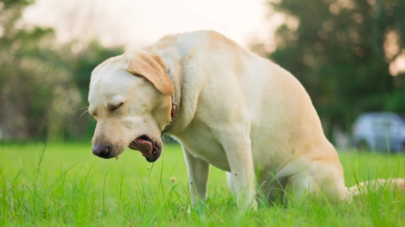 Veterinary Guide: Managing a Dog Tumor in the Throat Safely
