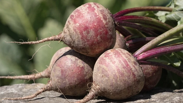 Sugar Beets Price Trend Movements and Forecast Q4 2025