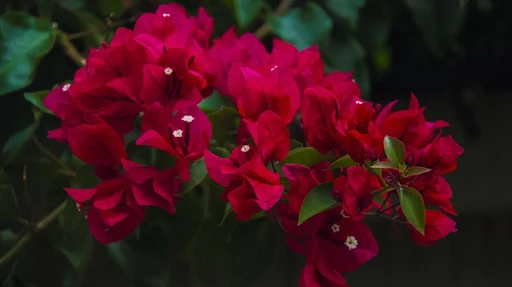 The Ultimate Winter Care Guide for a Potted Bougainvillea Plant