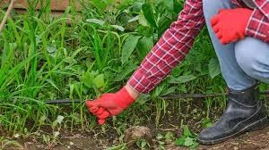 How to Control Weeds in Your Omaha Lawn Naturally