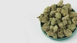 Cheap Weed Delivery Toronto – Fast & Easy Service