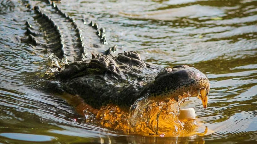 A man missing in the floods has his body found in a crocodile's stomach, a heartbreaking story has emerged
