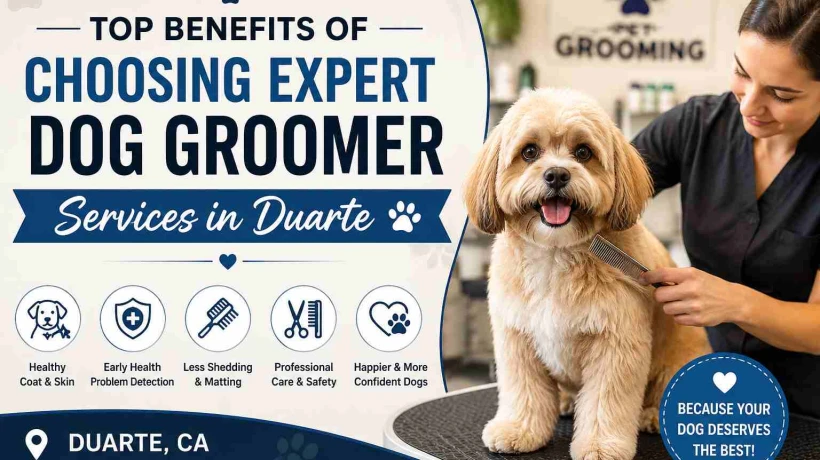 Top Benefits of Choosing Expert Dog Groomer Services in Duarte