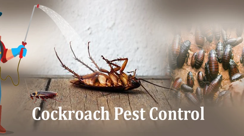 Professional Services for Safe and Pest-Free Properties
