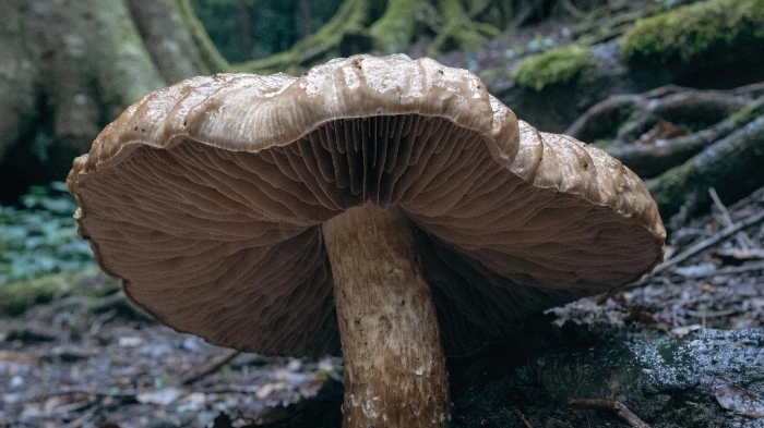 Mushroom Price Trend: Supply, Demand and Industry News