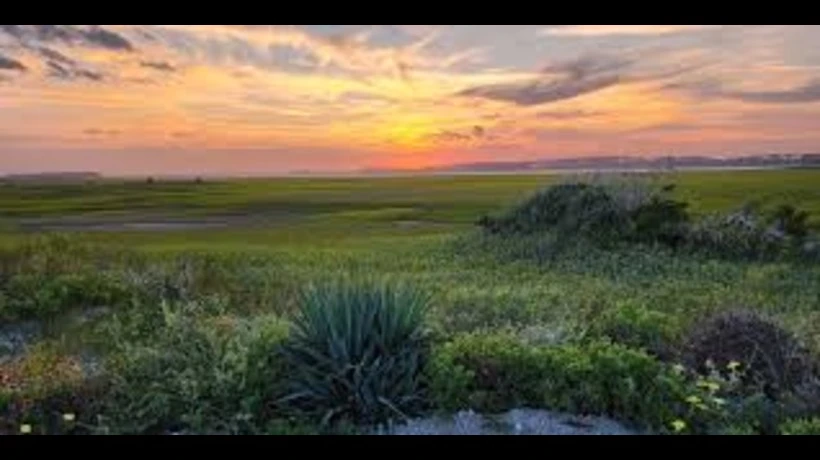 How Native Landscaping Helps Protect Charleston's Coastal Environment