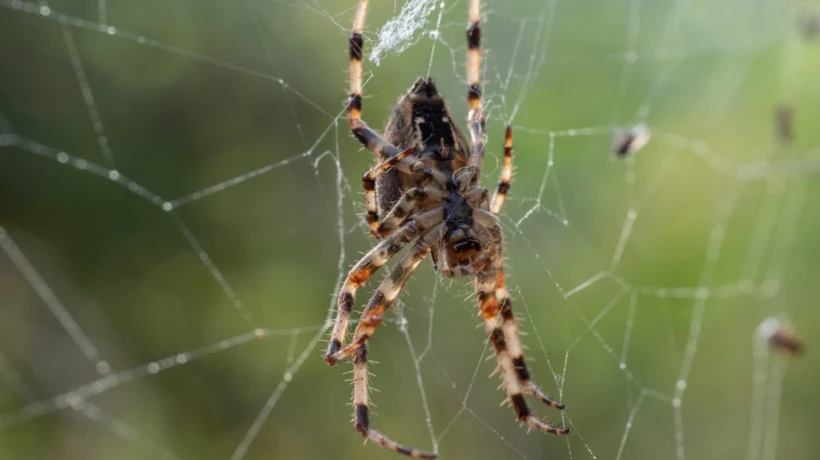 Spider Control Sydney: The Complete Guide to Keeping Your Home Spider-Free
