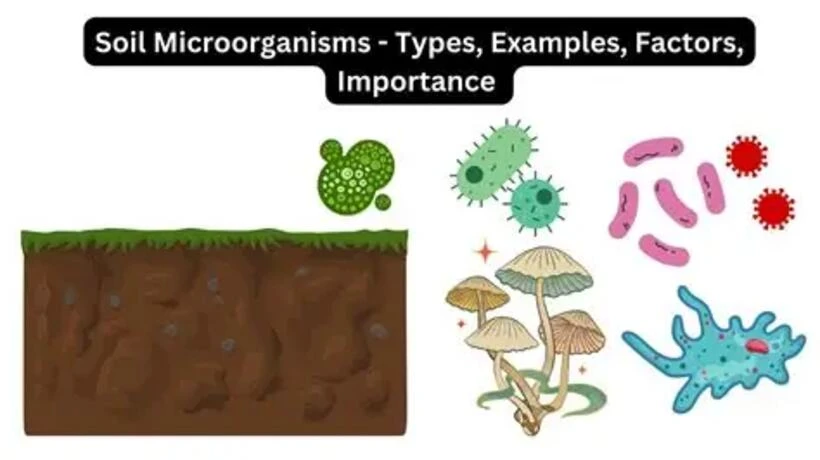 Exploring Soil Microorganisms: Effects You Should Know