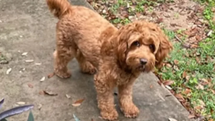 Are WALA Registered Labradoodle Breeders Better Than Non WALA?