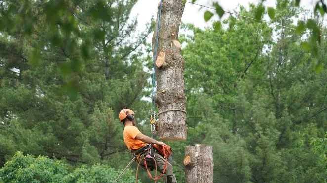 Professional Land Clearing in Berwyn IL by Huber Tree Expert