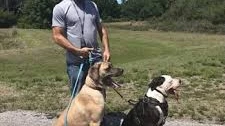 Service Dog Trainer Venice: Professional Training for Reliable Service Dogs