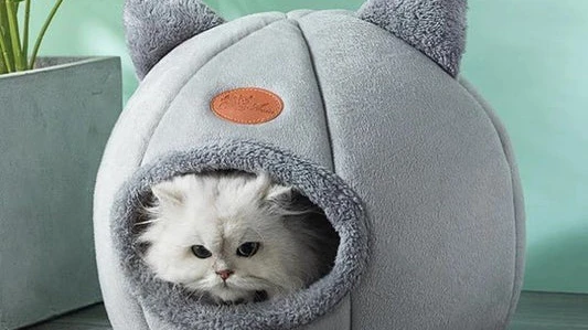 Complete Guide to Choosing Safe and Reliable Cat Supplies