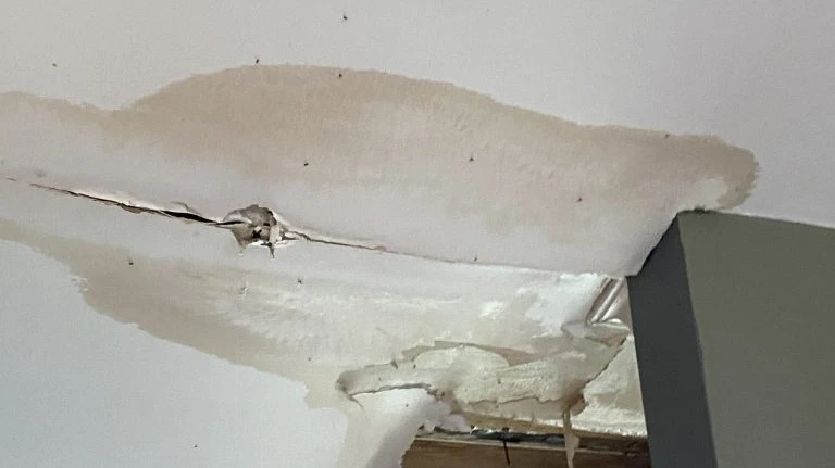 How Untreated Leaks Lead to Mold: The Case for 24 Hour Water Damage in Greenville