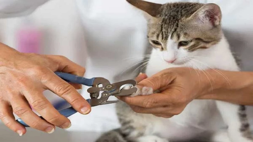 Cat Nail Grooming Near Monrovia: The Benefits of Professional Nail Trimming