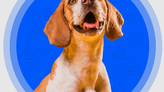 Dog Poop Pickup Service: The Easy Way to Keep Your Yard Clean and Healthy