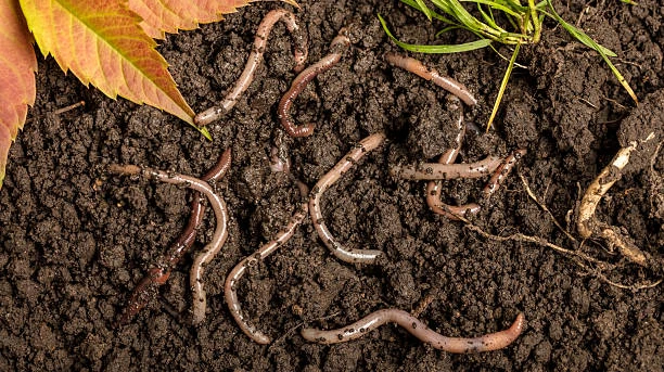 How to Separate Worms From Castings: Simple Methods to Try