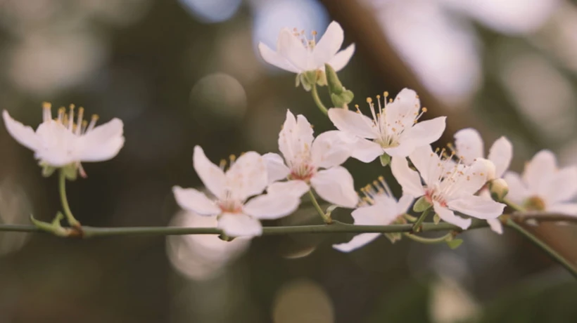 Find a Trusted Miscarriage Counsellor in Sydney for Healing Support