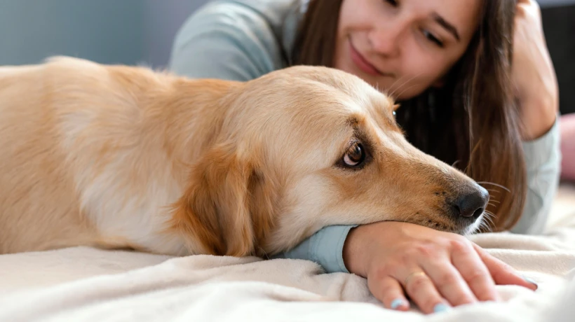 How to Plan Pet Euthanasia and Cremation in Minnesota