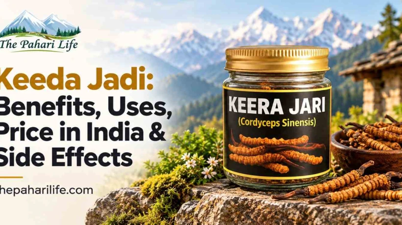 Keeda Jadi: Benefits, Uses, Price in India & Side Effects