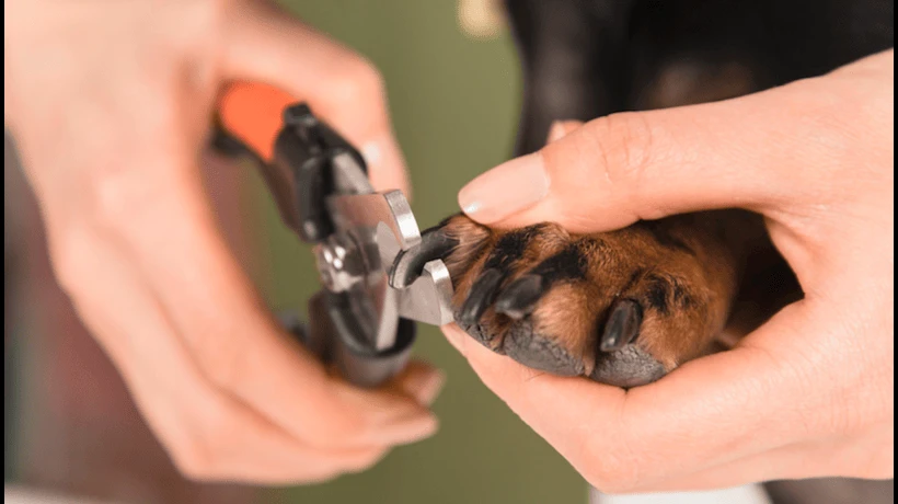 What Makes Mobile Nail Trims Different From Traditional Nail Trimming Visits?